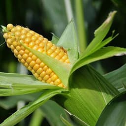Gói 20g hạt giống bắp mĩ F1 2