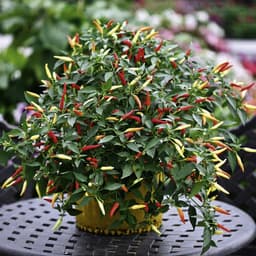 Hạt giống ớt chỉ thiên siêu cay 4