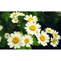 Gói 50 hạt giống hoa Cúc Tana Cỏ Thơm Feverfew 4