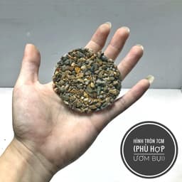Giá thể ươm bucep, ráy, dương xỉ thủy sinh nhiều kích thước 7