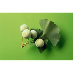 Gói 2 hạt giống Bạch quả ginkgo 2