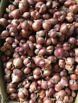 1KG HÀNH PHI THƠM NGON GIÒN TAN 2