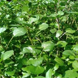 Gói 0.1g hạt giống xà lách xoong Mỹ 3