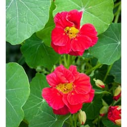 Gói 1GR hạt giống hoa Sen Cạn Nhiều Màu (Dây leo) 3