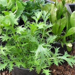 Gói 0.5GR hạt giống Rau Thơm Wild Rocket (Lá nhỏ) 1