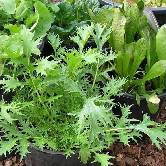 Gói 0.5GR hạt giống Rau Thơm Wild Rocket (Lá nhỏ)
