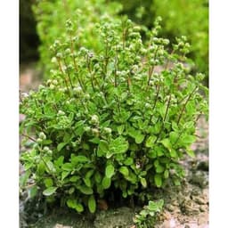 Gói 100 hạt giống Marjoram Kinh Giới Ngọt 2