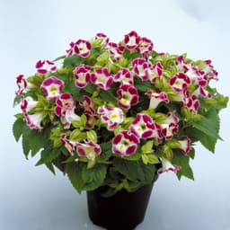 Gói 10 hạt giống hoa mắt nai 8