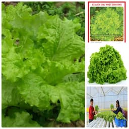 Gói 10g hạt giống xà lách Dún Vàng cao sản 3