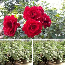 [Hoả tốc HCM] Cây giống hoa hồng leo cổ hải phòng giống hồng leo có màu đỏ nhung, bầu rễ khỏe mạnh nhanh ra hoa 4