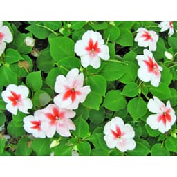 Gói 10 hạt giống mai địa thảo Impatiens Cherry Splash Hybrid 5