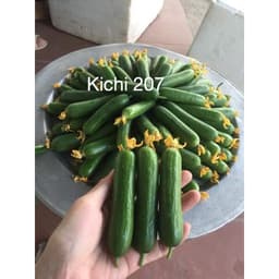 Gói 10 hạt giống dưa leo baby Nhật Bản Kichi 207 giống dưa tự thụ phấn cực sai quả Nảy mầm 100 phần trăm 3