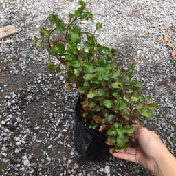 Chậu cây giống rau dền Nhật - cải Xoong Nhât- giống rau bổ dưỡng cực dễ trồng 1