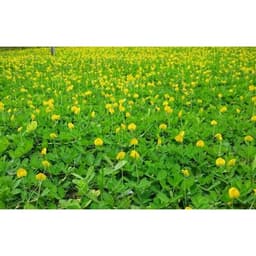 Gói 1kg hạt giống cỏ lạc dại (đậu phộng) 1