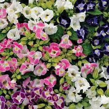 Gói 10 hạt giống hoa mắt nai 1