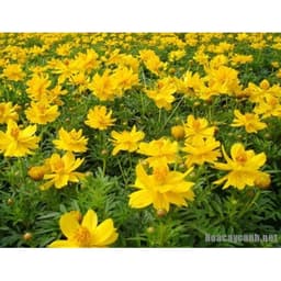 Gói 20 hạt giống hoa sao nhái kép lùn mix 4