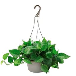 Set 10 chậu nhựa ABS đường kính 20cm kèm dây treo 5