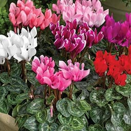 Gói 0.1g hoa anh thảo nhiều màu F1 1