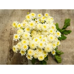 Gói 0.2GR hạt giống hoa Cúc Mini Trắng Nhụy Vàng 2