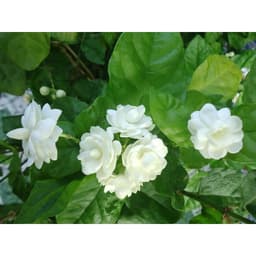Cây hoa lài ta, cho hoa thơm trang trí sân vườn - Arabian Jasmine 1