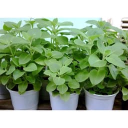 Gói 5g hạt giống rau húng thơm trắng - é trắng 1