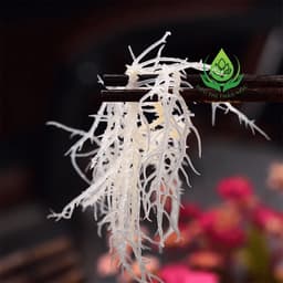 ✅[HÀNG LOẠI 1] Rong Sụn Trắng 1Kg Loại Ngon Làm Gỏi Nấu Chè Rất Tốt Cho Sức Khoẻ 7