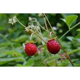 Gói 20 hạt giống Dâu Tây Rừng Wild Mini 2