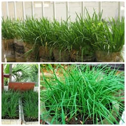 Gói 1g hạt giống hẹ ăn bông 4