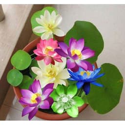 Gói 5 hạt giống sen mini Nhật 10 màu 4