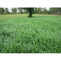 Gói 1KG hạt giống Cỏ Sả Mulato 2 2