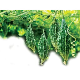 Gói 2g hạt giống khổ qua rừng 5