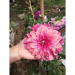 Hạt Giống Hoa Thược Dược Siêu To Mix Đủ Màu 5