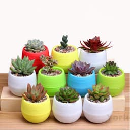 Chậu cây mini nhiều màu sắc dùng trang trí văn phòng-màu ngẫu nhiên 4