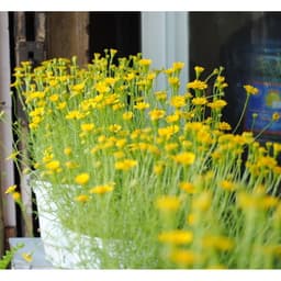 Gói 100 Hạt giống hoa cúc sao băng 3