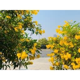 Gói 0.4gr hạt giống hoa Huỳnh Liên 5