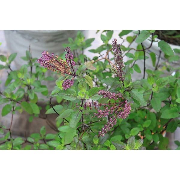 Gói 0.2g hạt giống Hương Nhu Holy Basil Đỏ