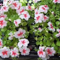 Gói 10 hạt giống mai địa thảo Impatiens Cherry Splash Hybrid 3