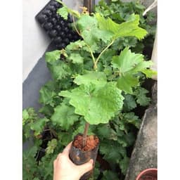 Cây giống NHO NGÓN TAY đen trái ngọt không hạt - giống chuẩn 2