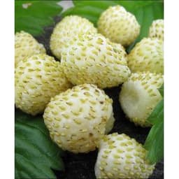 Gói 30  hạt giống Dâu Tây Trắng Ngọt Vesca 1