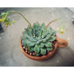 Đất Sét Nung Popper Trồng Sen Đá Bonsai Hàng Thailand 2