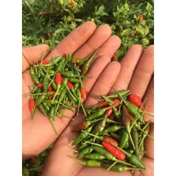 Gói 0.4g hạt giống ớt xiêm 4