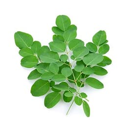 Gói 10 hạt giống Chùm Ngây 3