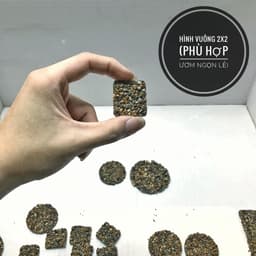 Giá thể ươm bucep, ráy, dương xỉ thủy sinh nhiều kích thước 4