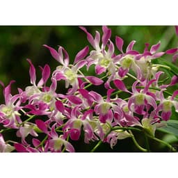 [Cây giống] Hoa lan Dendro MÀU NẮNG dễ trồng, siêng hoa, giao màu ngẫu nhiên, không lựa màu 4