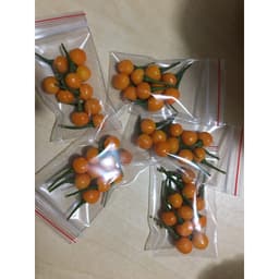 Gói 10 trái ớt peru Aji Charapita Mắc Nhất Thế Giới 2