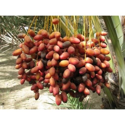 Gói 10 hạt giống cây chà là Thái Lan