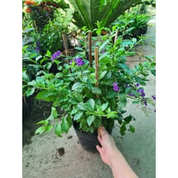 [Hoả tốc HCM] Cây giống chuỗi ngọc tím (cây bán hình 2, 3) - CayGiongTot 3
