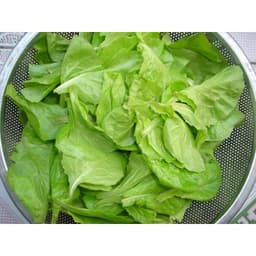 Gói 10g hạt giống xà lách Dún Vàng cao sản 4