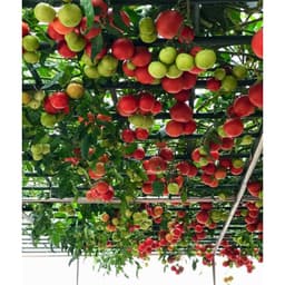 Gói 20 hạt giống Cà chua bạch tuộc leo giàn quả to 700-900gr/trái - 85 ngày bắt đầu thu hoạch 4