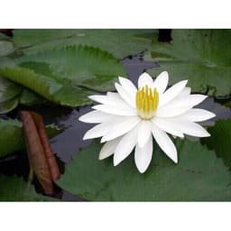 Củ giống Súng Thái mini giao màu ngẫu nhiên, ko lựa màu 4